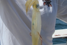 Squid caught while catching bait