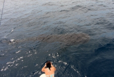 25ft Whale Shark USS Mohawk
