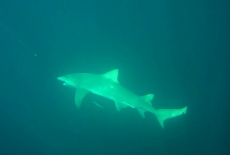 shark-3