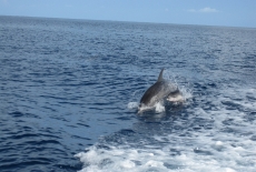 Dolphins enjoying the waves