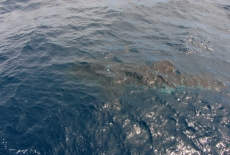 Whale Shark  USS Mohawk
